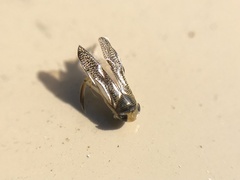 Trichocorixa reticulata