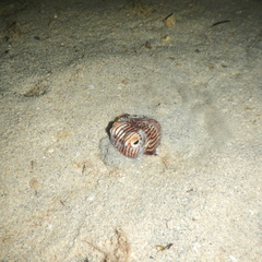 Sepioloidea lineolata