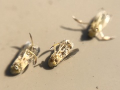 Trichocorixa reticulata