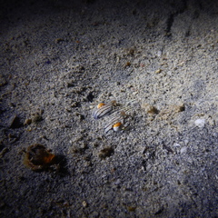 Sepioloidea lineolata