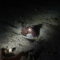 Sepioloidea lineolata