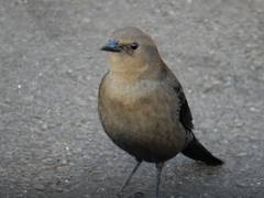 Euphagus cyanocephalus