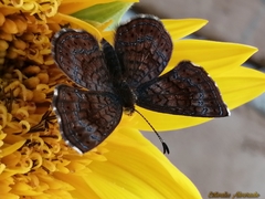 Calephelis