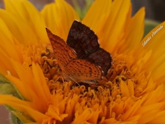 Calephelis