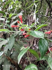 Angiospermae