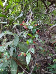 Angiospermae