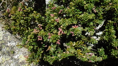 Podocarpus lawrencei