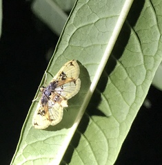 Compacta hirtalis