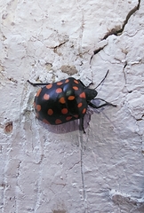 Pachycoris torridus