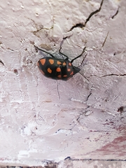 Pachycoris torridus