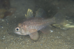 Vincentia conspersa