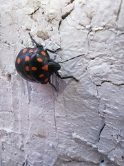 Pachycoris torridus