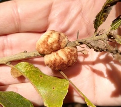 Striatoandricus aciculatus