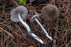 Nitida