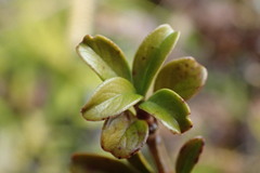 Coprosma crenulata