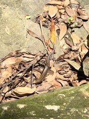 Plestiodon japonicus