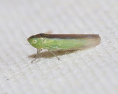 Neocoelidia fuscovittata