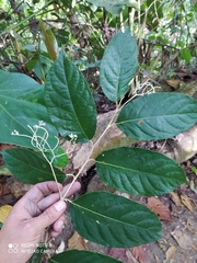 Solanum lepidotum