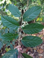 Solanum lepidotum