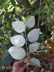 Solanum lepidotum