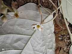 Solanum lepidotum