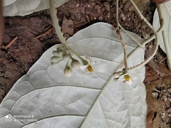 Solanum lepidotum