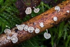 Resinomycena saccharifera