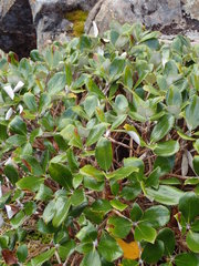 Macrolearia colensoi