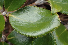Macrolearia colensoi