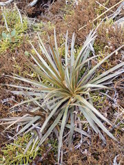 Celmisia armstrongii