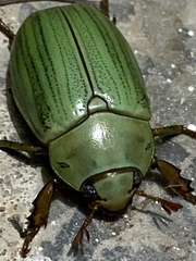 Pelidnota prasina