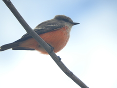 Pyrocephalus rubinus