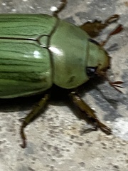 Pelidnota prasina
