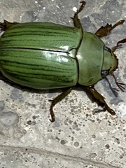 Pelidnota prasina