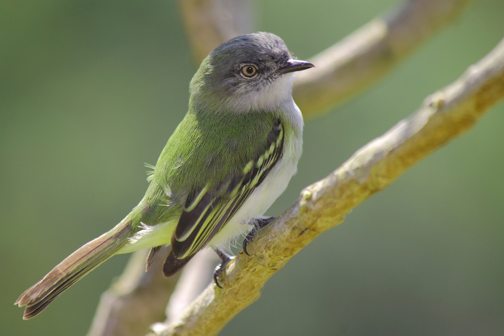 Gray-headed Elaenia (Myiopagis caniceps) photo