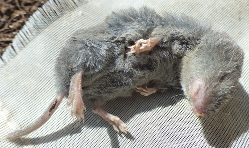 Southern Short-tailed Shrew