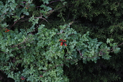 Eccremocarpus scaber