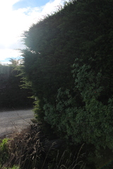 Eccremocarpus scaber