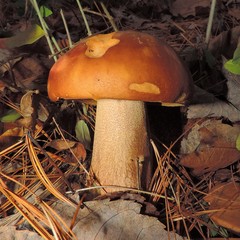 Boletus subcaerulescens