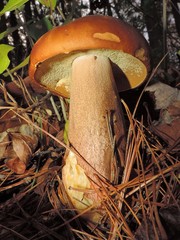 Boletus subcaerulescens