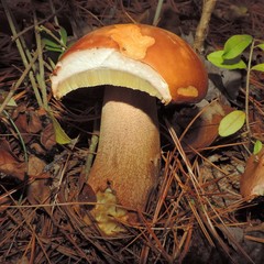 Boletus subcaerulescens