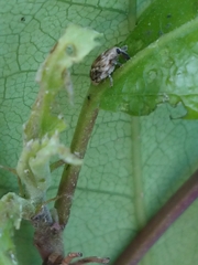 Aneuma compta