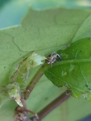 Aneuma compta