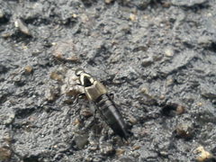 Philonthus decorus