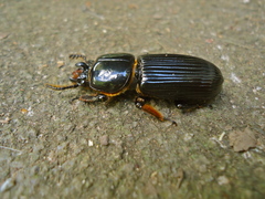 Odontotaenius disjunctus