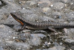 Sphenomorphus melanopogon