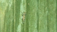 Xestocephalus tessellatus