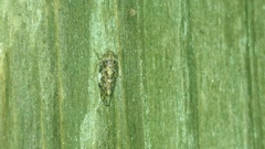 Xestocephalus tessellatus