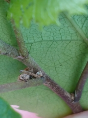 Aneuma compta