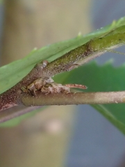 Aneuma compta